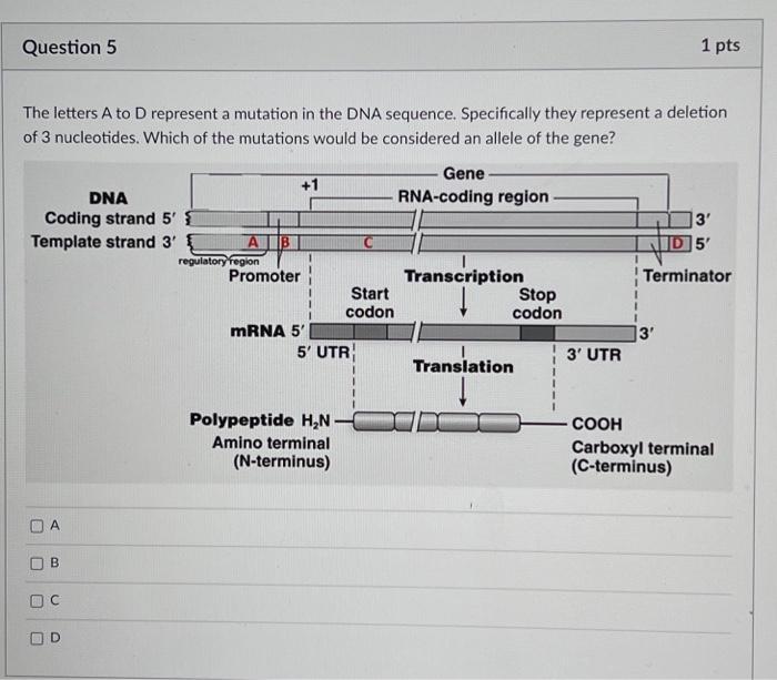 Solved The letters A to D represent a mutation in the DNA | Chegg.com
