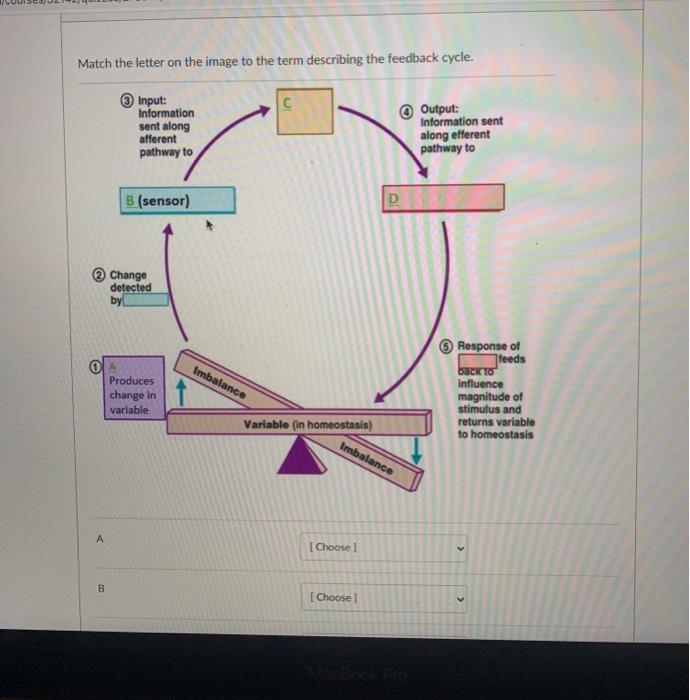 Solved Determine if the organism is a regulator or conformer