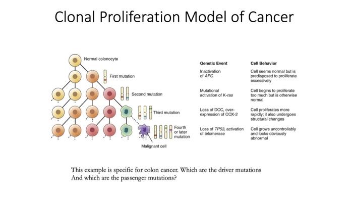Solved Clonal Proliferation Model of Cancer Normal | Chegg.com