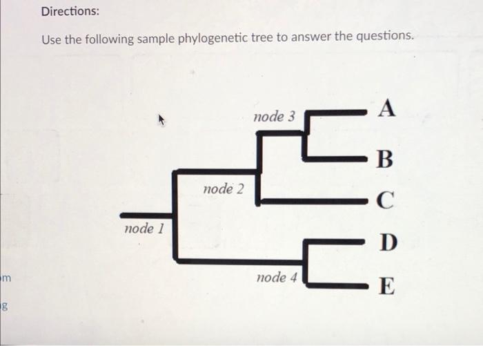 Solved Directions: Use The Following Sample Phylogenetic | Chegg.com