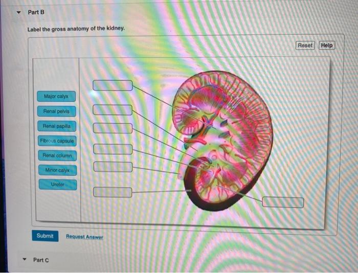 Solved Part A Label the gross anatomy of the kidney. Reset | Chegg.com