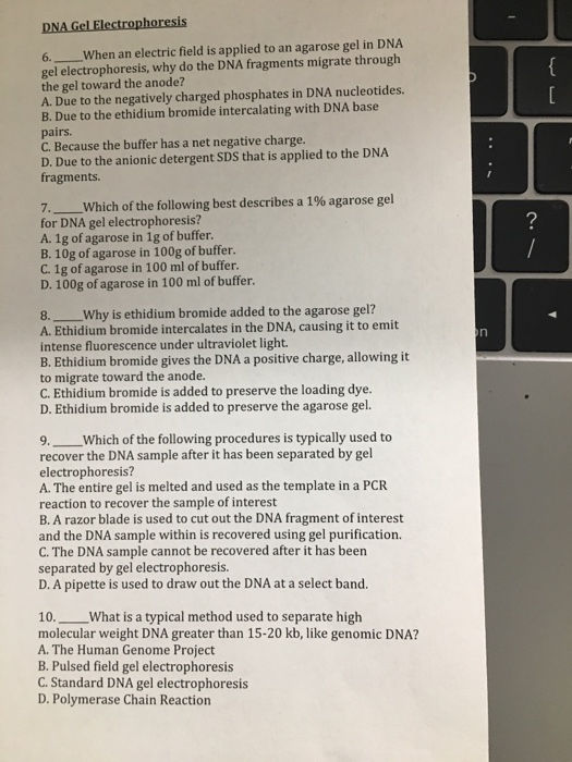 Gel electrophoresis virtual lab worksheet picture