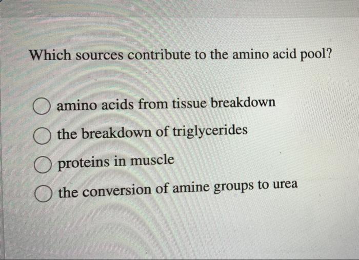 Solved Which sources contribute to the amino acid pool?