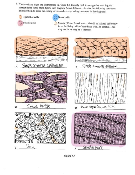 Solved 2. Twelve tissue types are diagrammed in Figure 4.1.