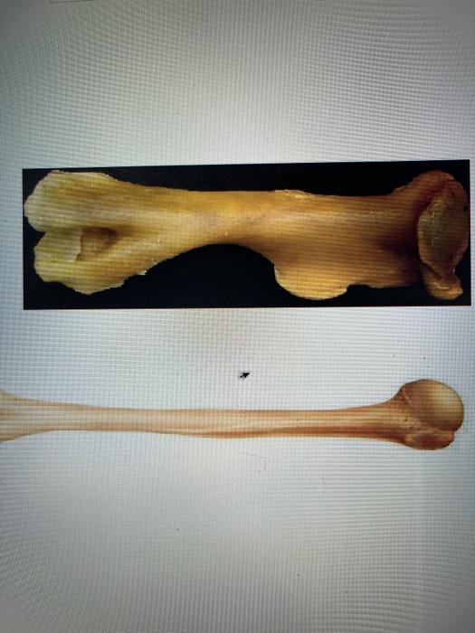 Solved How is the mole humerus (left) morphologically | Chegg.com