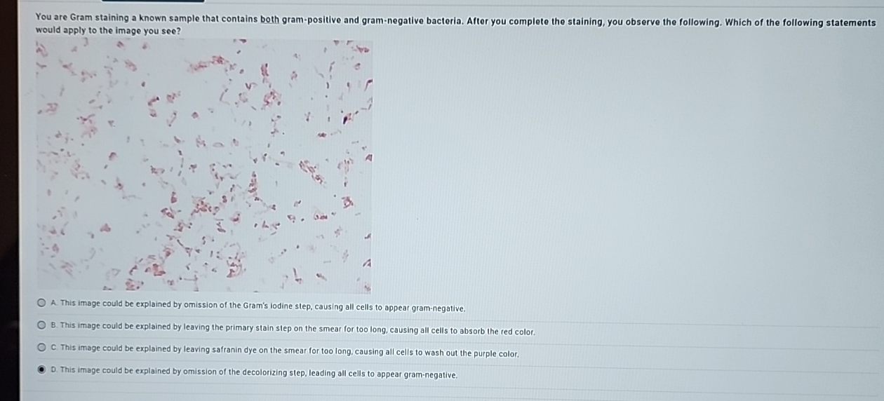 Solved You are Gram staining a known sample that contains | Chegg.com