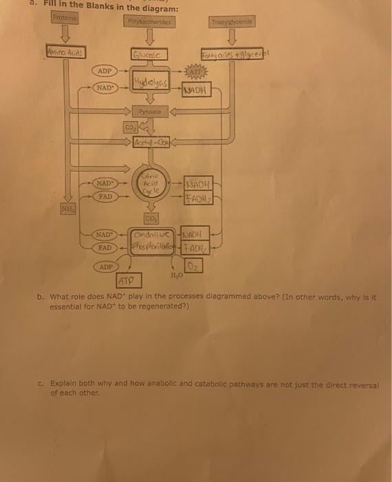 Solved 8. Fill in the Blanks in the diagram Proteins