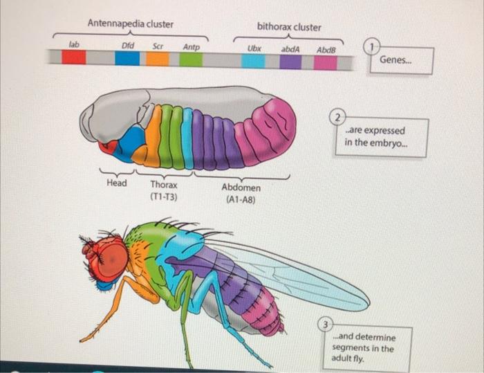 Solved Examine the figure below, which shows how Hox genes | Chegg.com