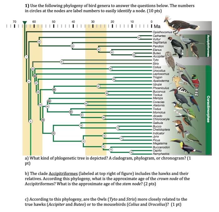 Solved 1) Use the following phylogeny of bird genera to | Chegg.com