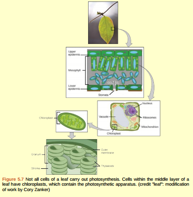 Solved: Figure 5.7 On a hot, dry day, plants close their stomata t ...