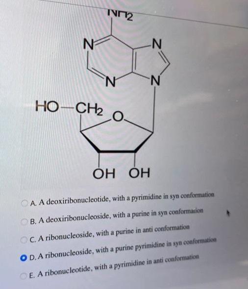 A. A deoxiribonucleotide, with a pyrimidine in syn conformation
B. A deoxiribonucleoside, with a purine in syn conformarion
C