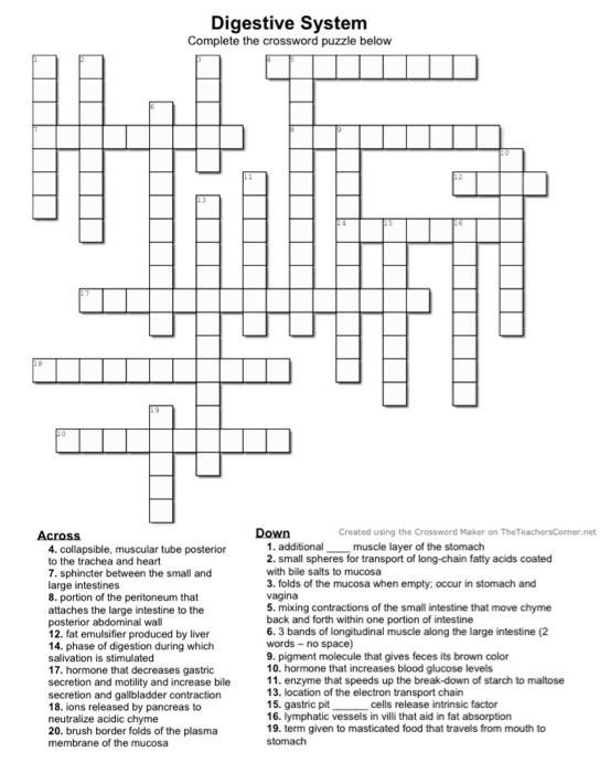 Solved Digestive System Complete the crossword puzzle below Chegg com