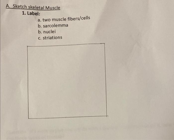 Solved Identify the type of muscle. Answer: Skeletal muscle | Chegg.com