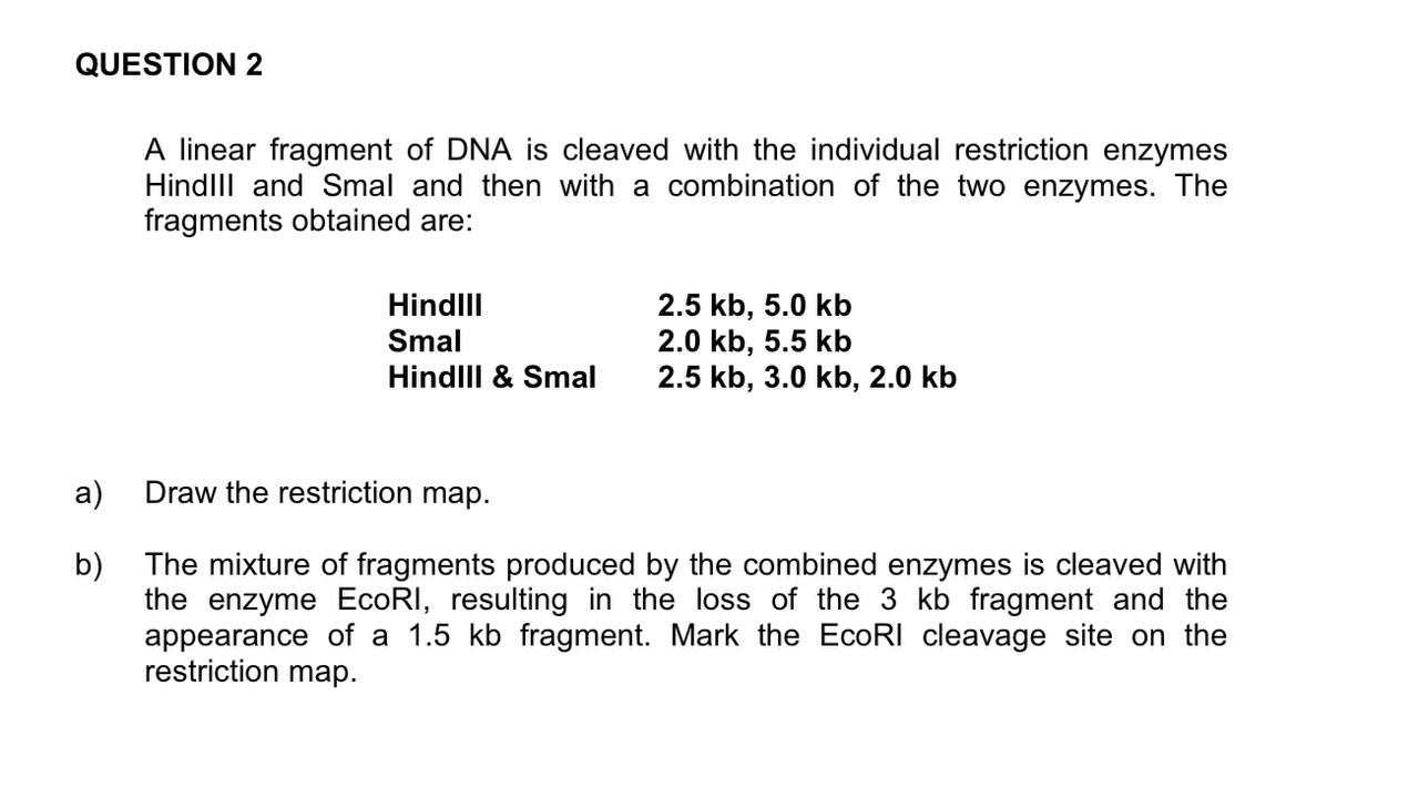 QUESTION 2A linear fragment of DNA is cleaved with | Chegg.com