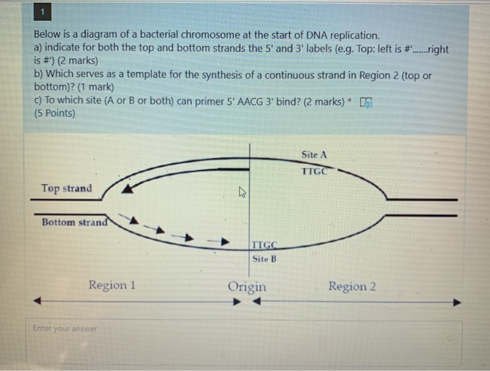 Solved Below is a diagram of a bacterial chromosome at the | Chegg.com