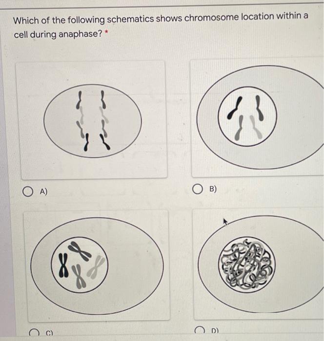 Solved Which of the following schematics shows chromosome | Chegg.com