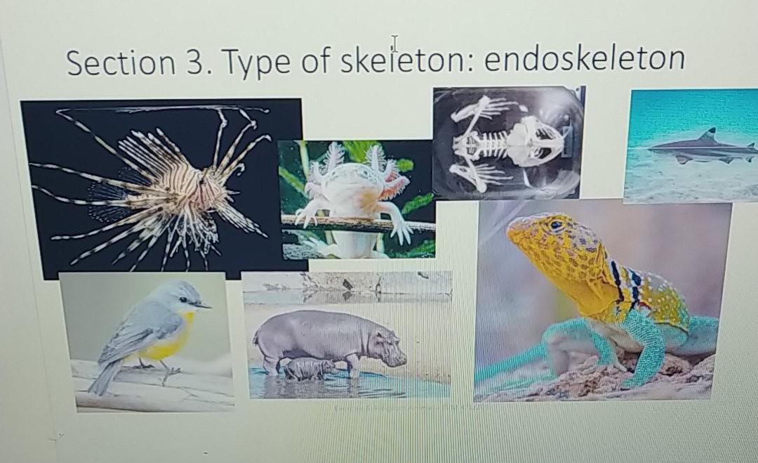 Solved Section 3. The Type of Skeleton in the Animal Some 