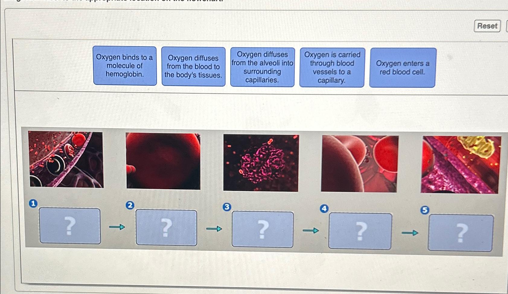 Solved Anatomy | Chegg.com