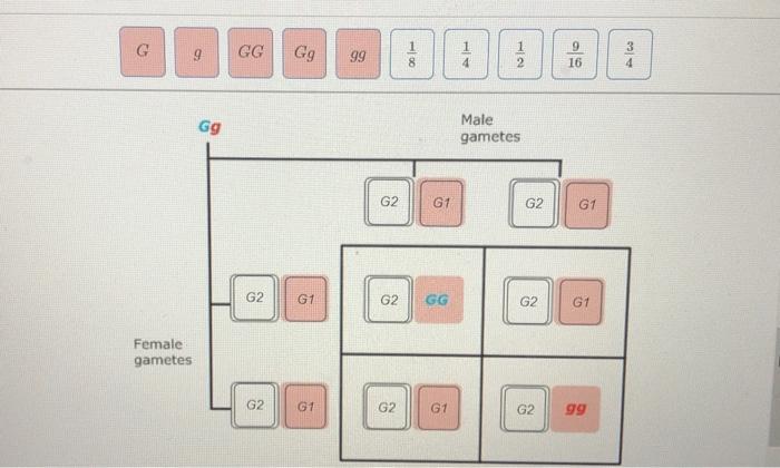 Solved Part B. Punnett Square Punnelt Squares Are Convenient | Chegg.com