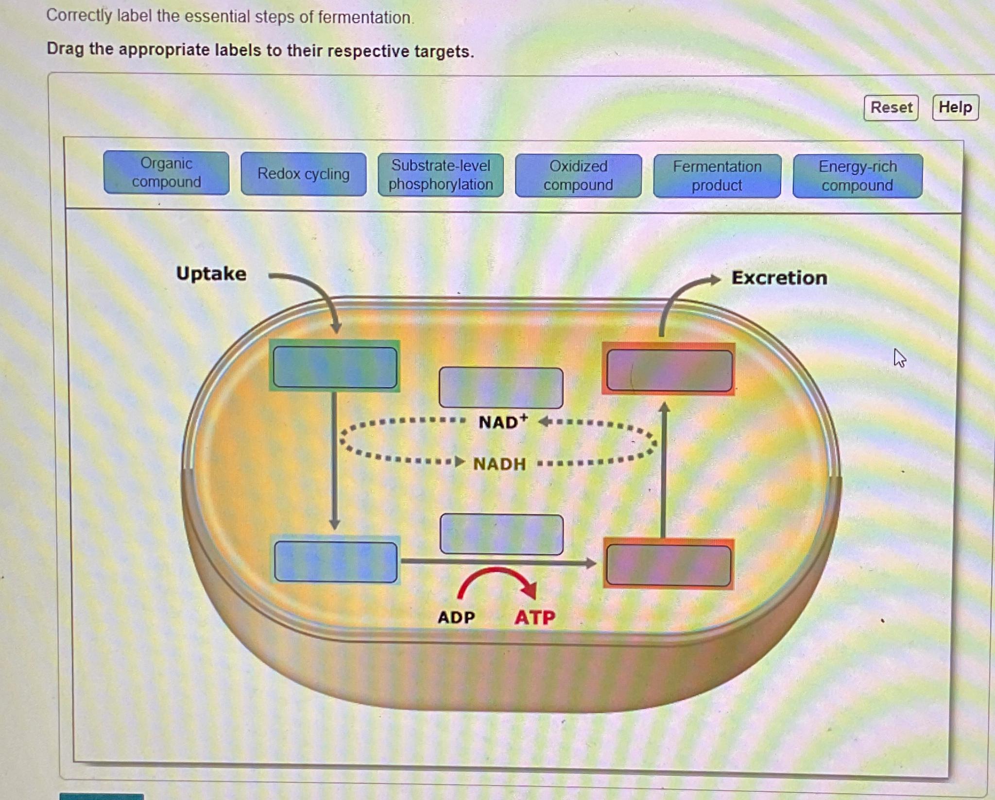 Solved Correctly label the essential steps of | Chegg.com