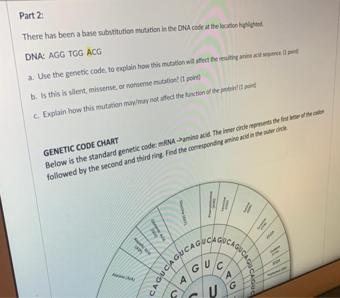 Solved Part 2: There has been a base substitution mutation | Chegg.com