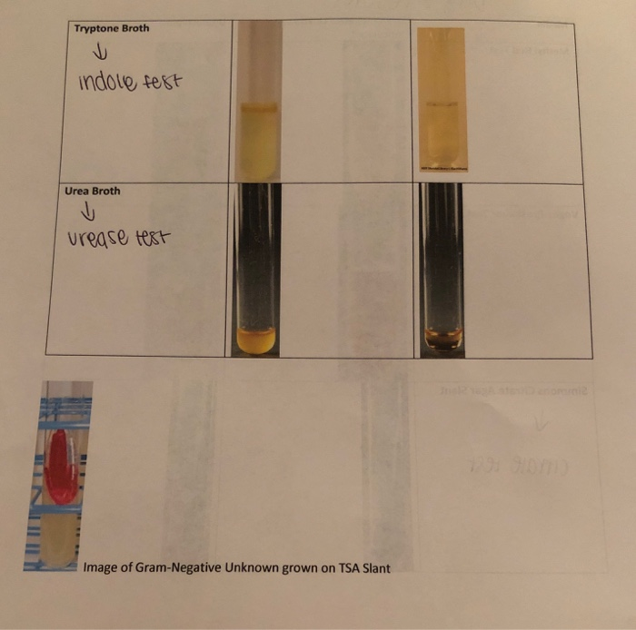 Solved Identification of an Unknown Gram Negative Bacterial | Chegg.com