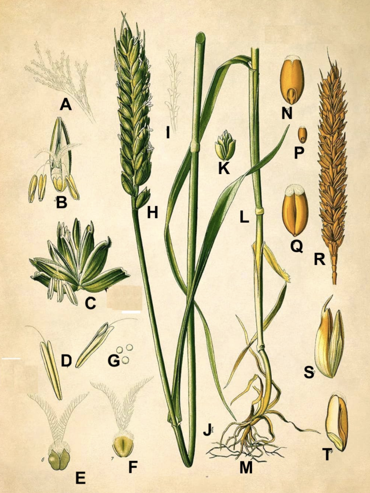Solved Five lithographs are included below. Identify the | Chegg.com