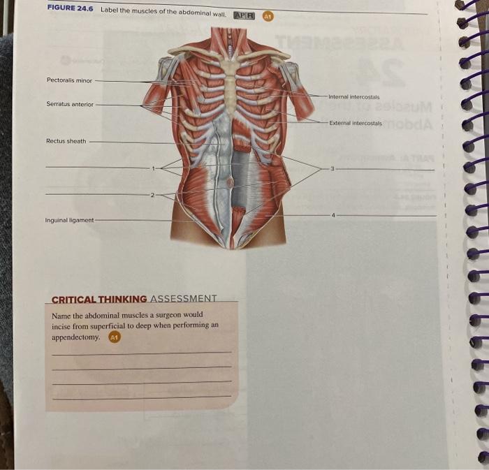 core muscles names