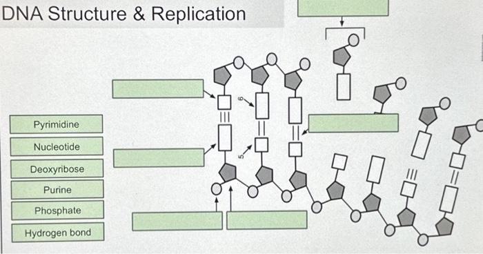Solved DNA Structure \& Replication Pyrimidine Nucleotide | Chegg.com