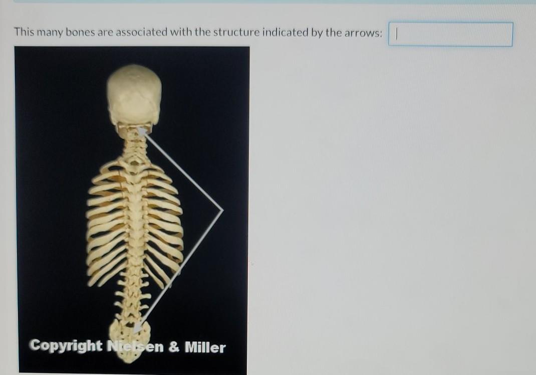 Solved: This Many Bones Are Associated With The Structure | Chegg.com