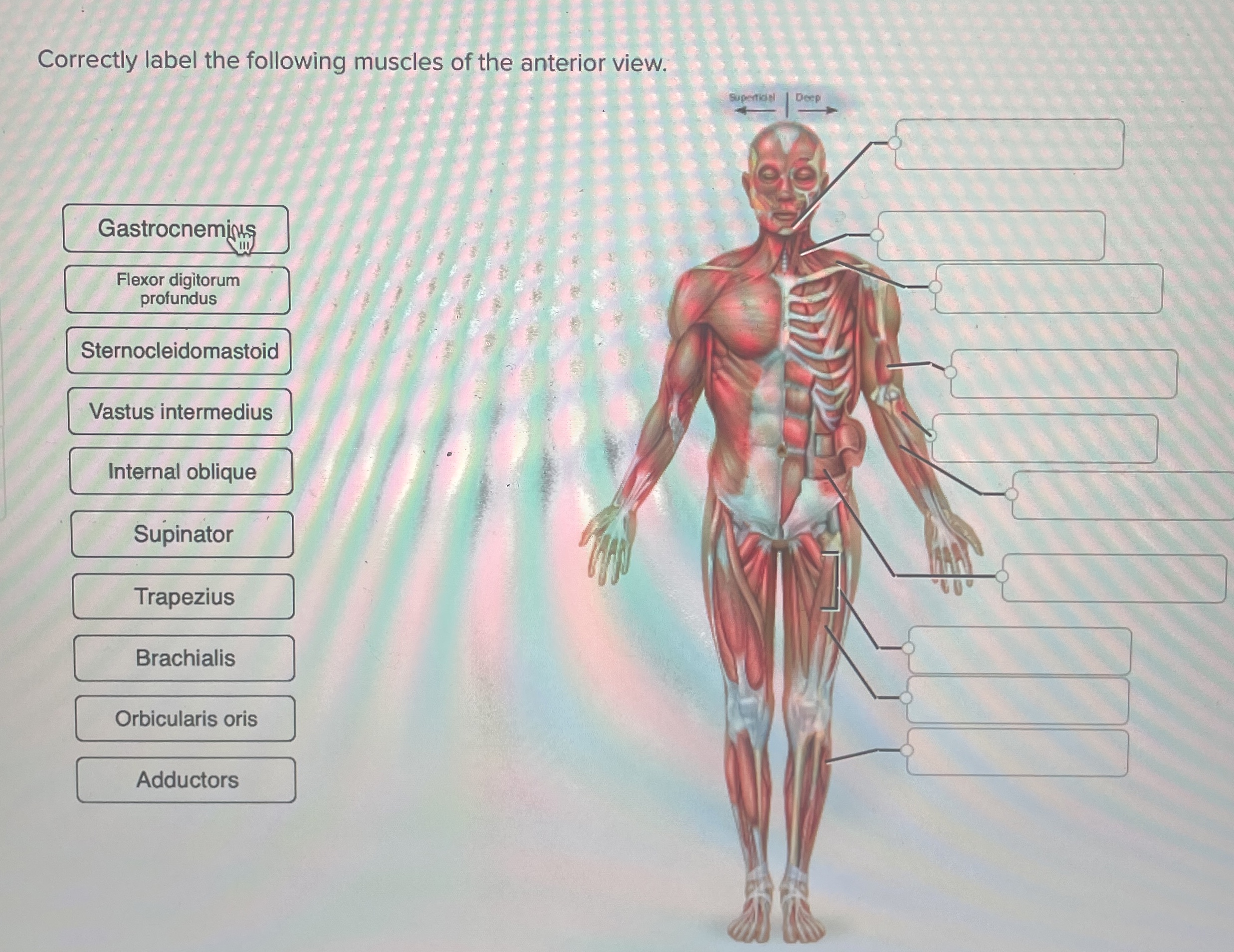 Solved Correctly label the following muscles of the anterior | Chegg.com