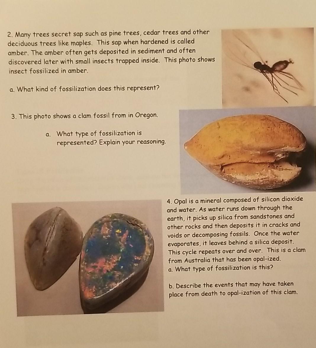 Solved 2. Many trees secret sap such as pine trees, cedar | Chegg.com