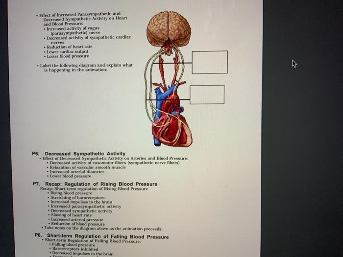 Solved Blood Pressure Regulation Graphics are used with | Chegg.com