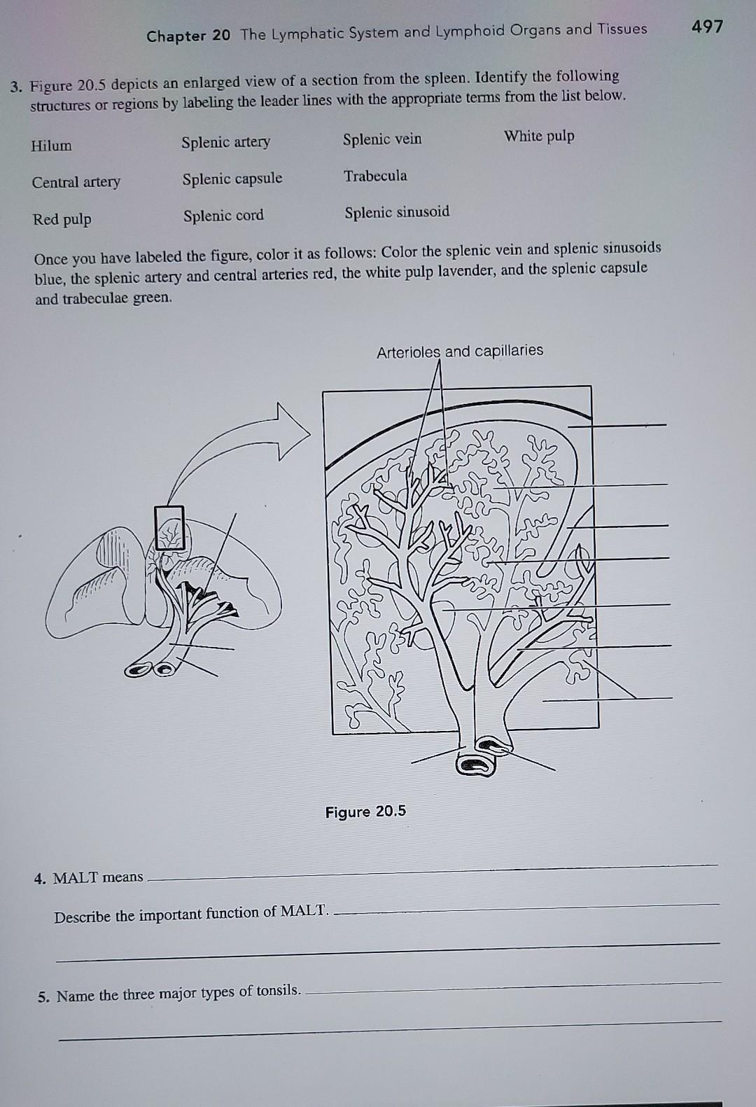 solved-chapter-20-the-lymphatic-system-and-lymphoid-organs-chegg