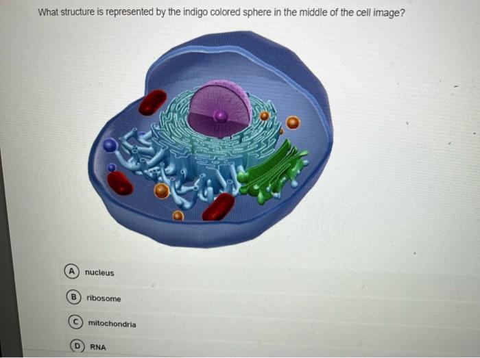 Solved What structure is represented by the indigo colored | Chegg.com