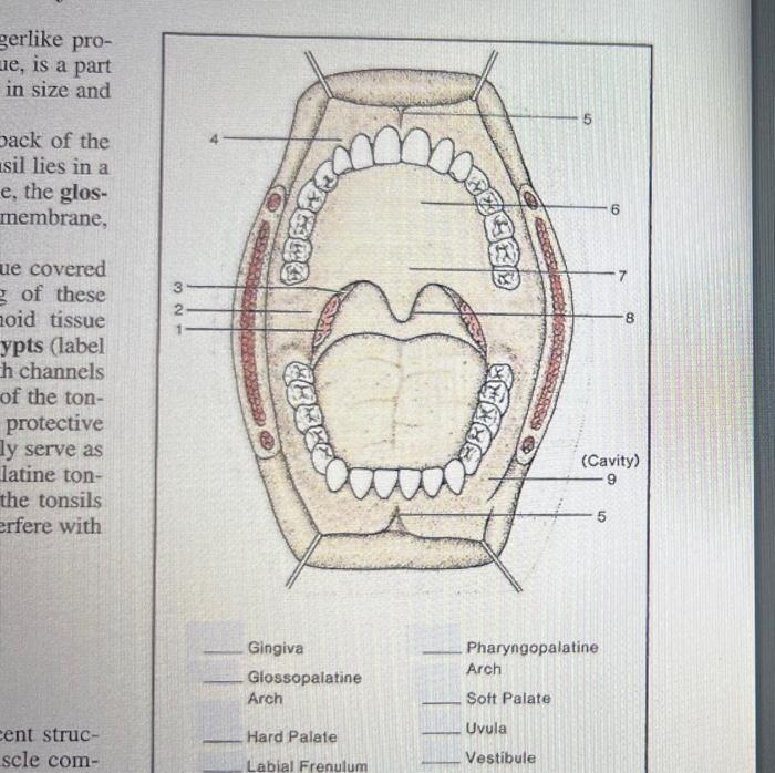 Solved Gingiva Pharyngopalatine Glossopalatine Arch Arch
