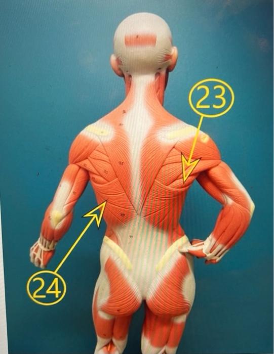Solved name muscles 23, 24, 25,26 ,27,28 | Chegg.com