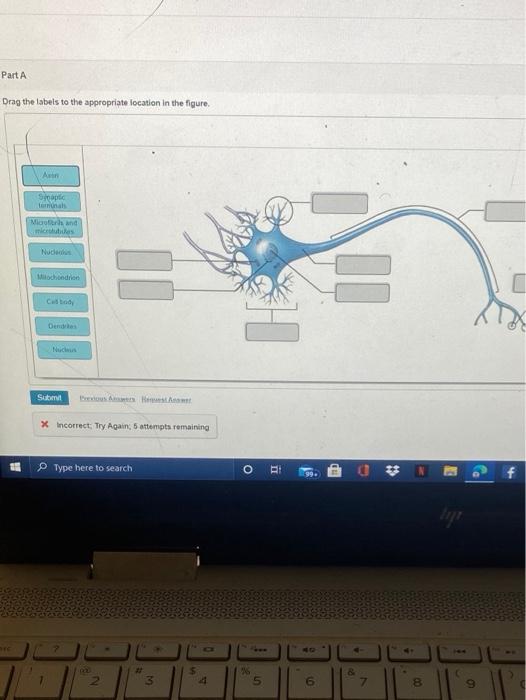 Solved Part A Drag the labels to the appropriate location in | Chegg.com