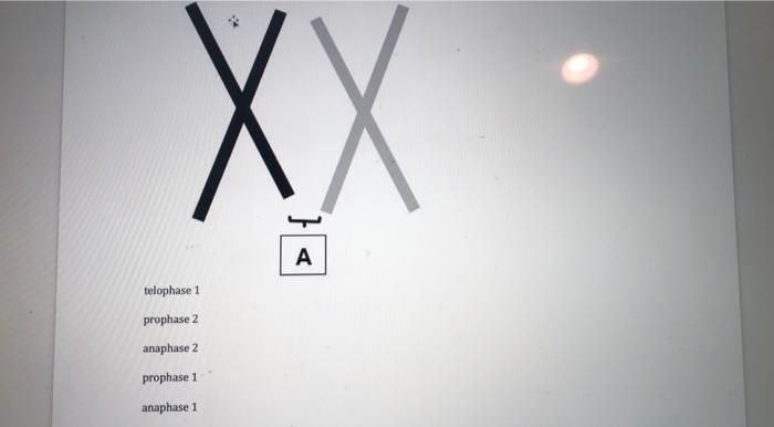 Solved The following figure shows a pair of homologous | Chegg.com