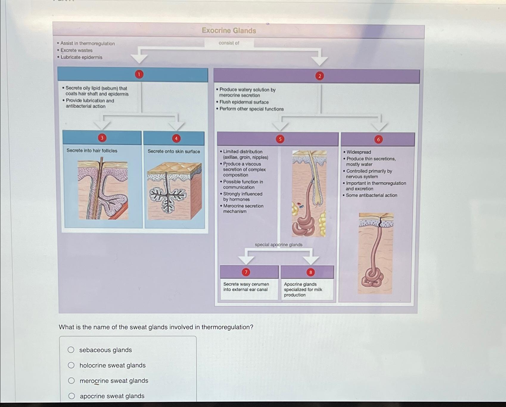 Solved What is the name of the sweat glands involved in Biology Diagrams