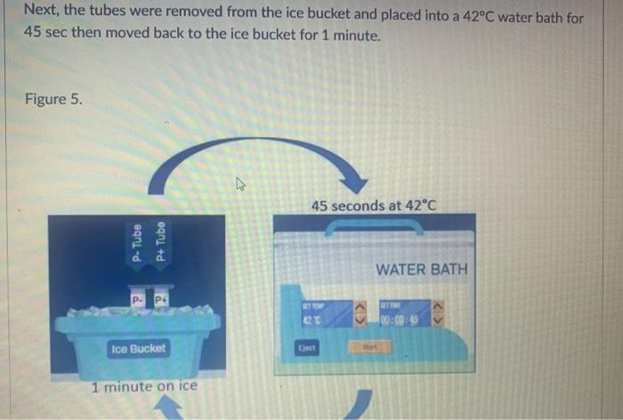 transformation lab experiment