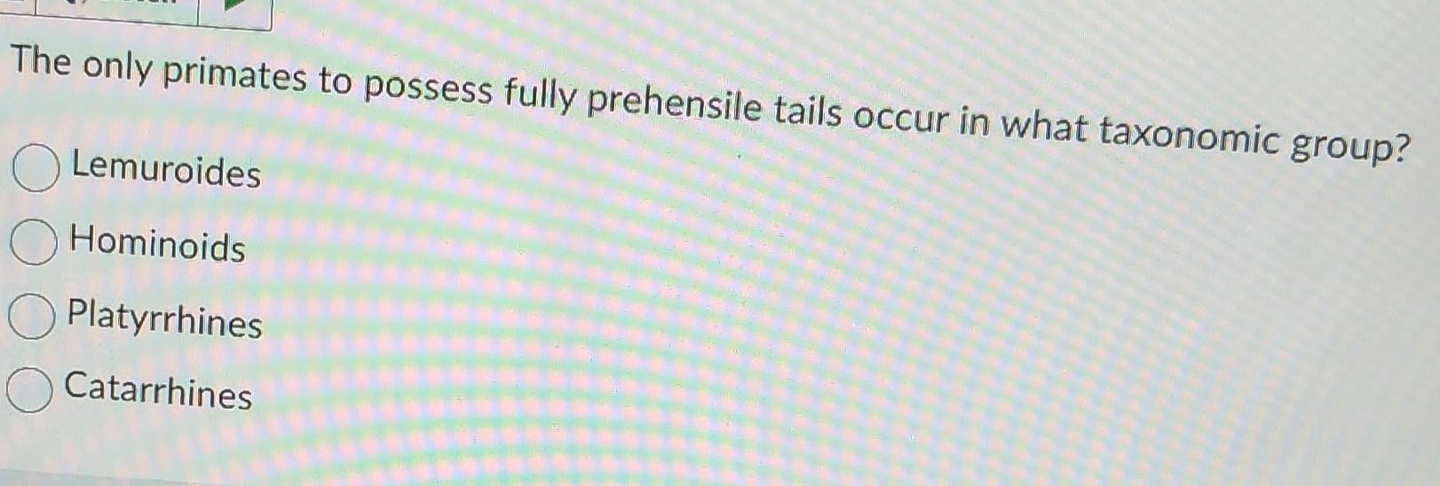 The only primates to possess fully prehensile tails | Chegg.com