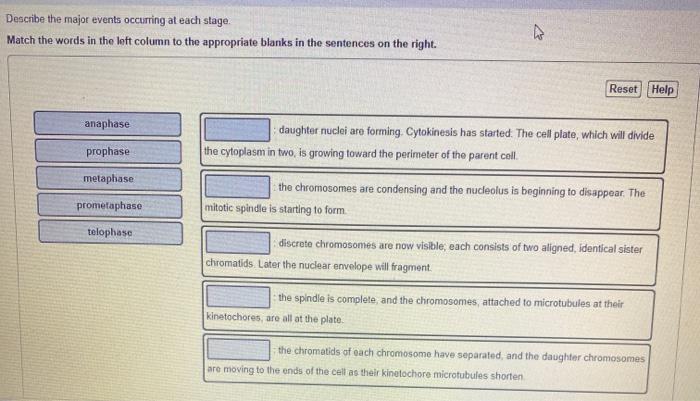 Solved Describe the major events occurring at each stage | Chegg.com