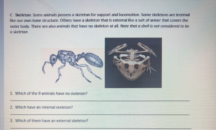 Solved C Skeleton: Some animals possess a skeleton for Solved C Skeleton: Some animals possess a skeleton for