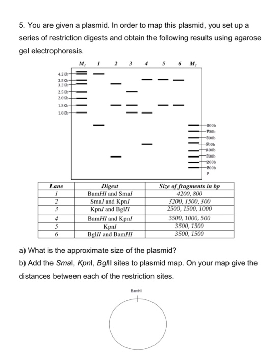 Solved 5. You are given a plasmid. In order to map this | Chegg.com