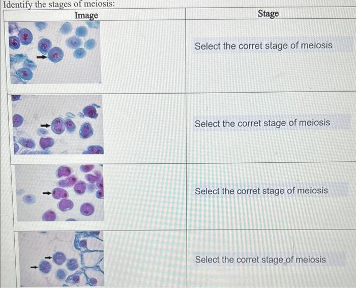 Solved Identify the stages of meiosis: Image Stage Select | Chegg.com