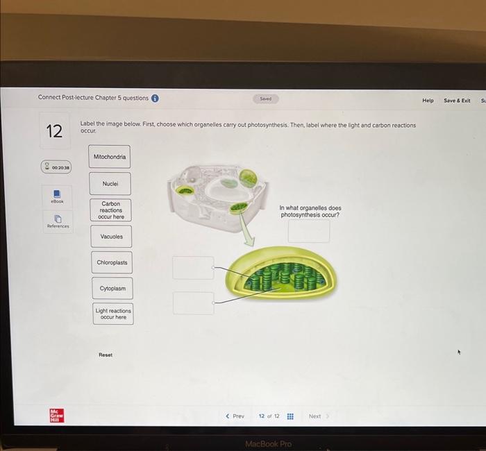 Solved Label the image below. First, choose which organelles