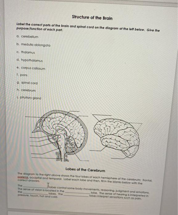 blank left brain diagram