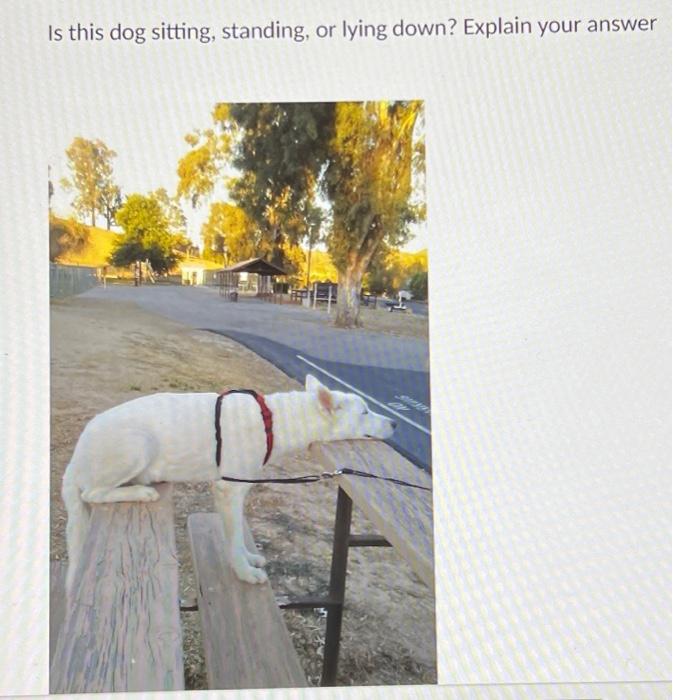 Solved Is this dog sitting, standing, or lying down? Explain