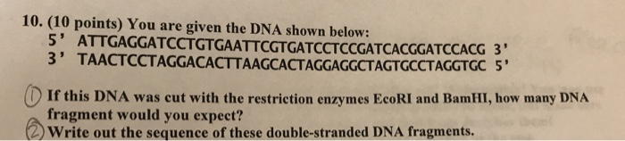 Solved 10. (10 points) You are given the DNA shown below: 5' | Chegg.com